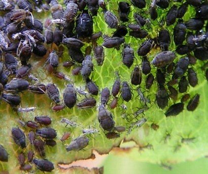 アブラムシ類 症状 対策 予防 植物の害虫 アブラムシ類 症状 対策 予防 植物の害虫