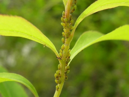 アブラムシ類 症状 対策 予防 植物の害虫 アブラムシ類 症状 対策 予防 植物の害虫