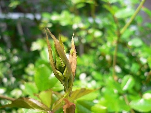 アブラムシ類 症状 対策 予防 植物の害虫 アブラムシ類 症状 対策 予防 植物の害虫