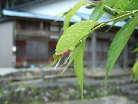 サクラコブアブラムシ(害虫）・写真6