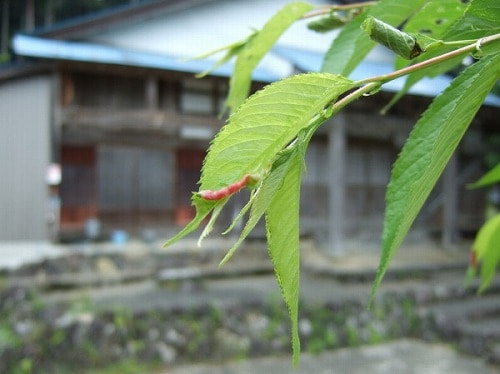 アブラムシ類 症状 対策 予防 植物の害虫 アブラムシ類 症状 対策 予防 植物の害虫