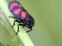 アワフキムシ(成虫)・写真3