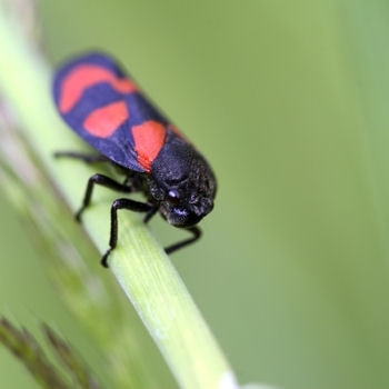 アワフキムシ 症状 対策 予防 植物の害虫