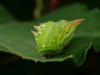 アカイラガ(幼虫)・写真2