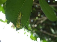ヒロへリアオイラガ（害虫）・写真1