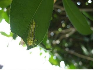 イラガ類 症状 対策 予防 植物の害虫 イラガ類 症状 対策 予防 植物の害虫