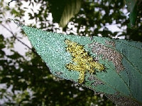 ヒメクロイラガ(害虫)・写真3