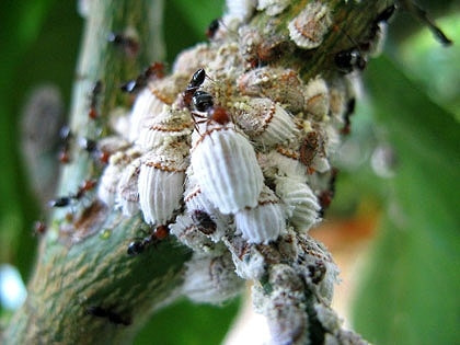 カイガラムシ類 症状 対策 予防 植物の害虫