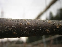 ナシマルカイガラムシ(害虫)・写真1