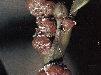 ルビーロウムシ(害虫）・写真3