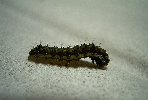オオタバコガ タバコガ 症状 対策 予防 植物の害虫 オオタバコガ タバコガ 症状 対策 予防 植物の害虫