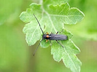 キクスイカミキリ(害虫)・写真2