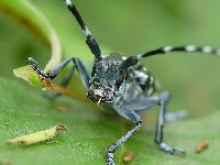 ゴマダラカミキリ(害虫)・写真1