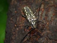 シロスジカミキリ(害虫)・写真3