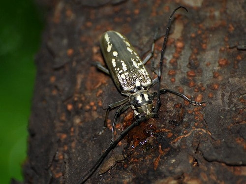 カミキリムシ類 症状 対策 予防 植物の害虫 カミキリムシ類 症状 対策 予防 植物の害虫