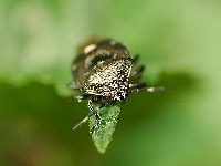 マルカメムシ(害虫）・写真2