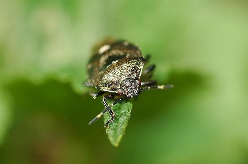 カメムシ類 症状 対策 予防 植物の害虫 カメムシ類 症状 対策 予防 植物の害虫
