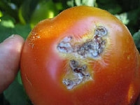 カメムシ（被害のトマト）・写真3