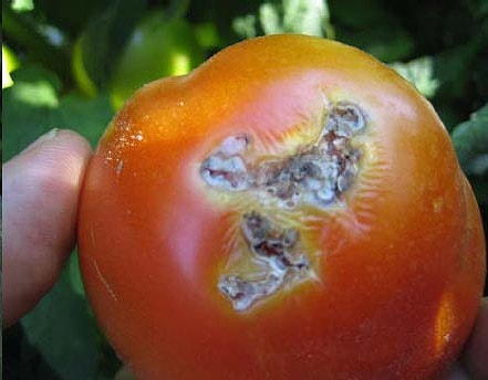 カメムシ類 症状 対策 予防 植物の害虫 カメムシ類 症状 対策 予防 植物の害虫