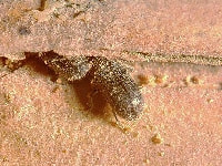 ミカドキクイムシ(害虫)・写真2