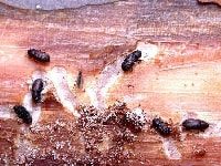 マツノスジキクイムシ（害虫）・写真1