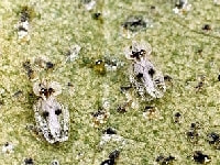 グンバイムシ(白斑)・写真3