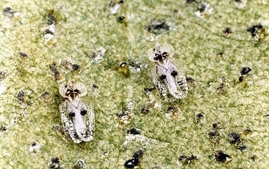 グンバイムシ類 症状 対策 予防 植物の害虫 グンバイムシ類 症状 対策 予防 植物の害虫