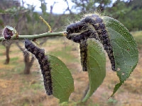 オビカレハ(毛虫)・写真2