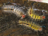 ヒメシロモンドクガ(毛虫)・写真1