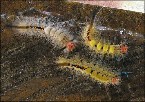 毛虫類 症状 対策 予防 植物の害虫 毛虫類 症状 対策 予防 植物の害虫
