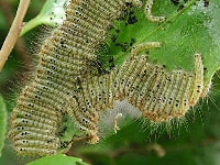 チャドクガ(毛虫)・写真3