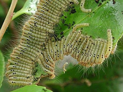 毛虫類 症状 対策 予防 植物の害虫