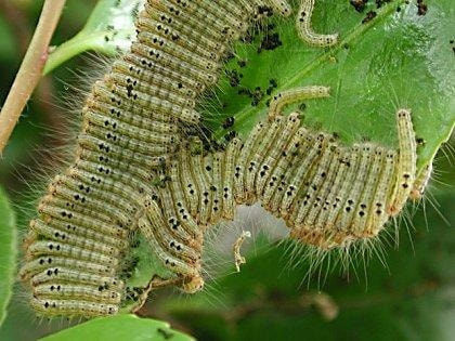毛虫類 症状 対策 予防 植物の害虫 毛虫類 症状 対策 予防 植物の害虫