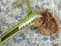 コウモリガ(害虫)・写真1