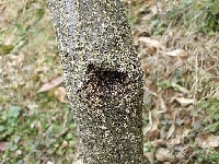 コウモリガ(孔)・写真3