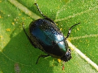 ヒメコガネ(害虫)・写真1