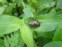 ドウガネブイブイ(害虫)・写真3