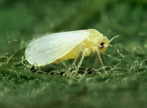 コナジラミ類 症状 対策 予防 植物の害虫