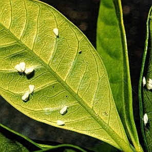 コナジラミ類 症状 対策 予防 植物の害虫
