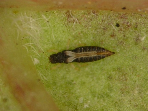 スリップス類 アザミウマ類 症状 対策 予防 植物の害虫 スリップス類 アザミウマ類 症状 対策 予防 植物の害虫