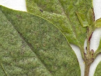 アザミウマ(被害)・写真3