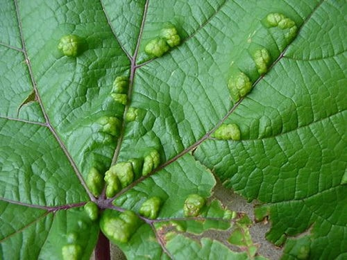 サビダニ フシダニ 類 症状 対策 予防 植物の害虫