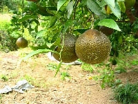 ミカンサビダニ(被害)・写真1