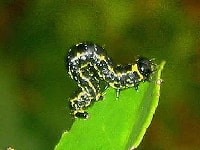 ユウマダラエダシャク(害虫)・写真1