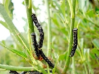 ウメエダシャク(害虫)・写真3