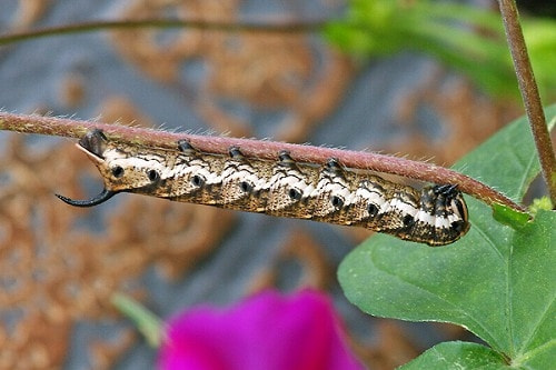 スズメガ類 症状 対策 予防 植物の害虫 スズメガ類 症状 対策 予防 植物の害虫
