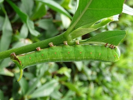 スズメガ類 症状 対策 予防 植物の害虫 スズメガ類 症状 対策 予防 植物の害虫