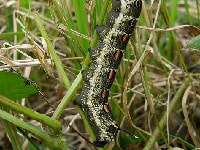 セスジスズメの幼虫(害虫)・写真3