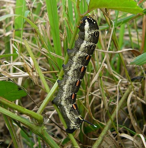 スズメガ類 症状 対策 予防 植物の害虫 スズメガ類 症状 対策 予防 植物の害虫