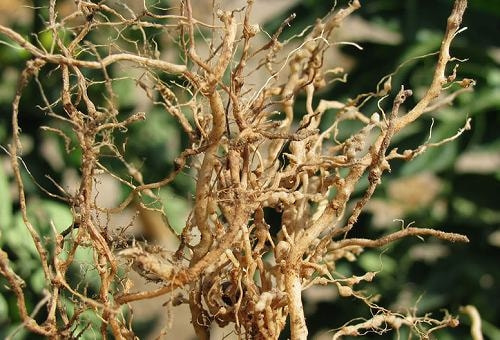 センチュウ類 ネマトーダ 症状 対策 予防 植物の害虫 センチュウ類 ネマトーダ 症状 対策 予防 植物の害虫